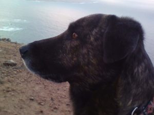 Read more about the article Mio, der Bodyguard
